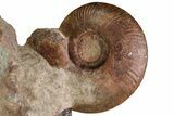 Tall, Jurassic Ammonite (Hammatoceras) Display - France #227080-5